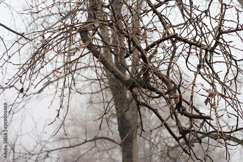 tree branches on a foggy morning tree branches on a foggy morning