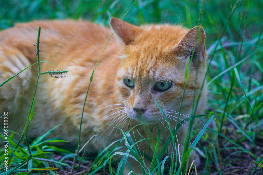 Orange Ginger Cat 