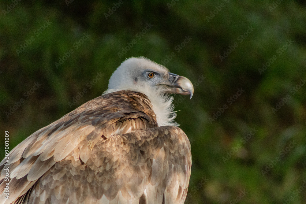 Vulture in its territory, in Cantabria, Spain