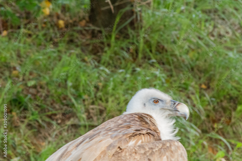 Vulture in its territory, in Cantabria, Spain