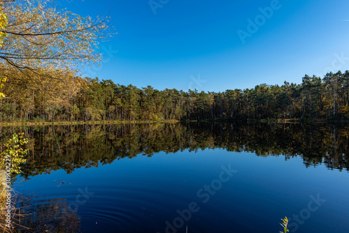Golden Polish Autumn with Reflection of the trees in Black Lake Niepolomice Forest Poland October 2019