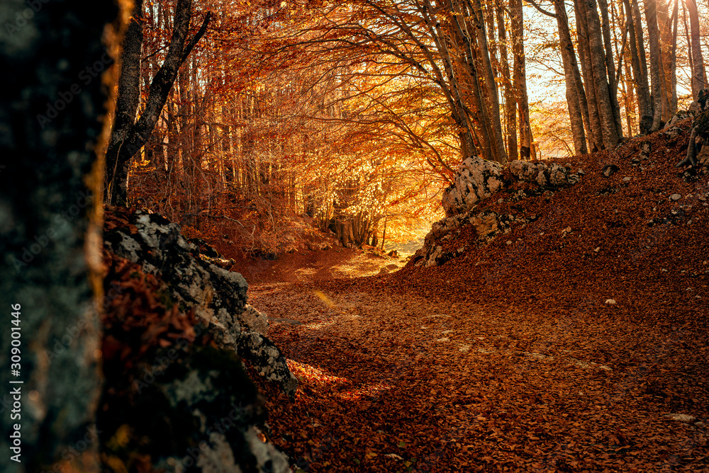 Obraz premium Autumn Leaves