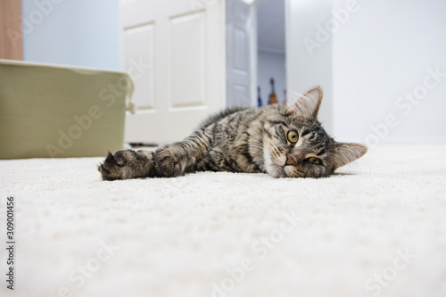 Fototapeta Naklejka Na Ścianę i Meble -  cat on floor