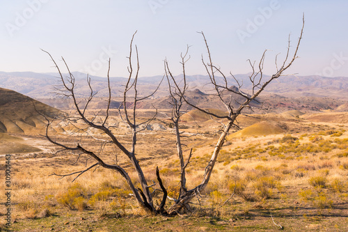Dry branches of a tree on the arid and colorful landscape of Painted Hills
