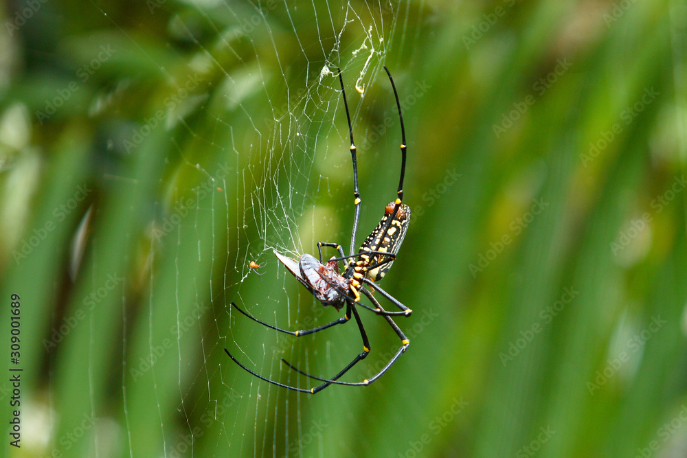 Close-up of large, colourful spiders eating insects caught in the web which I can be found in the fertile forest. Close-up of large, colourful spiders eating insects caught in the web which I can be found in the fertile forest.