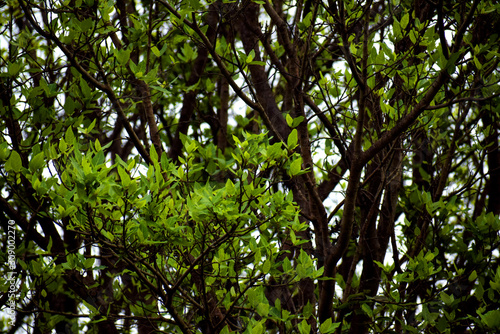 green leaves of a tree © PhotoworldPro