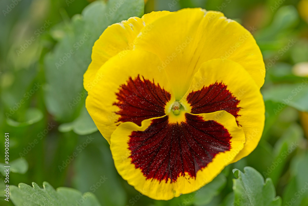 yellow Pansies flower in garden closeup. Closeup of colorful pansy flower, The garden pansy is a type of large-flowered hybrid plant cultivated as a garden flower. yellow Pansies flower in garden closeup. Closeup of colorful pansy flower, The garden pansy is a type of large-flowered hybrid plant cultivated as a garden flower.