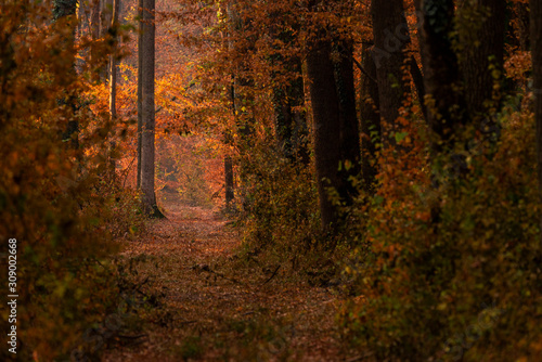Magical autumn forest