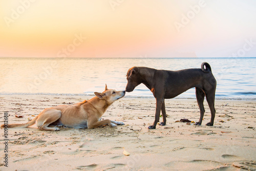 Black dog kissing with Brown dog on the beach in the sunset time. Dog Lover couple concept. Valentine day.