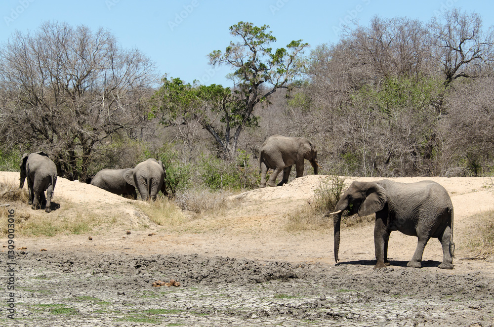 Eléphant d'Afrique, Loxodonta africana, Parc national Kruger, Afrique du Sud Eléphant d'Afrique, Loxodonta africana, Parc national Kruger, Afrique du Sud