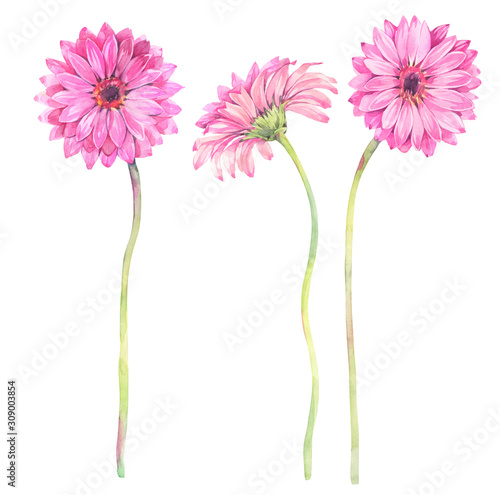 A set of gerbera flowers. Hand drawn watercolor illustration.