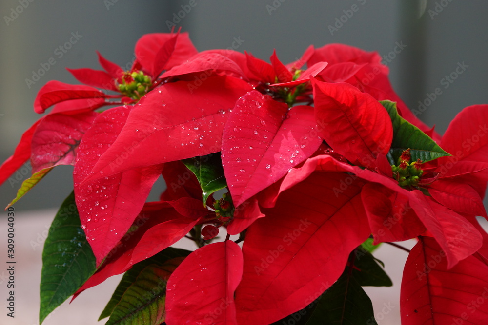 Red Poinsettia flowers with water drops on petals close up Red Poinsettia flowers with water drops on petals close up