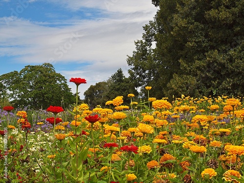 Orange blooming flowers at Hoehenpark Killesberg in Stuttgart photo