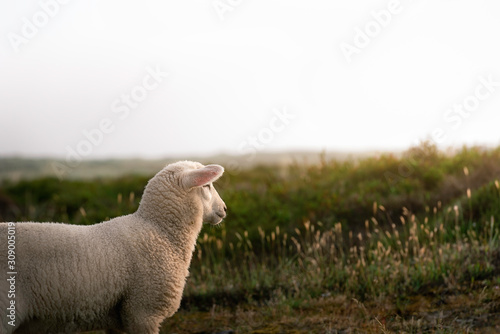 Baby sheep and dune landscape on Sylt island. White sheep gazing