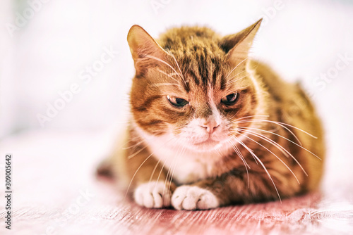 Portrait of a domestic cat on a wooden background. Picture taken in retro style.
