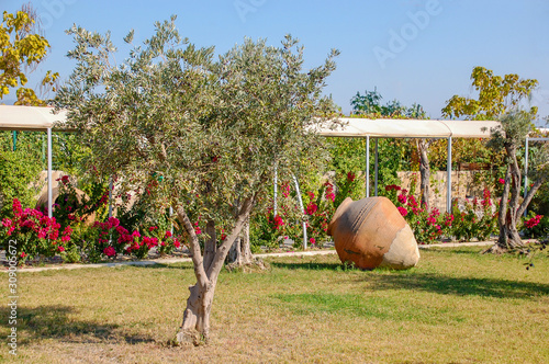  Olive tree in a beautiful garden