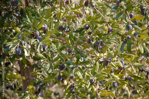 Black olives on the branches - close-up