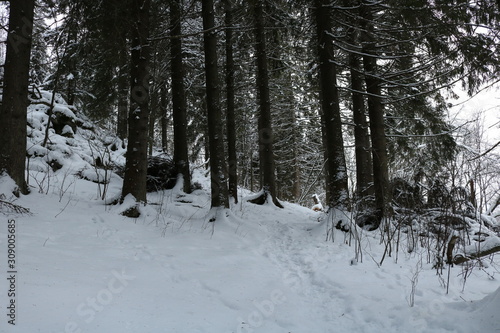 Path in the pine forest