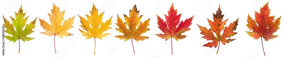 Autumn seven dry leaves in different colours on white isolated background. Colourful dry maple leaves (Sapindaceae leaf) Autumn seven dry leaves in different colours on white isolated background. Colourful dry maple leaves (Sapindaceae leaf)