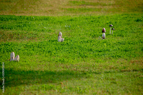  Some funny mushrooms on the lawn