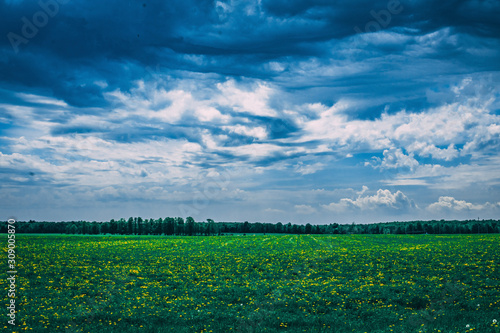 green field and blue sky