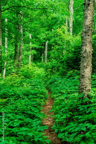 path in the forest