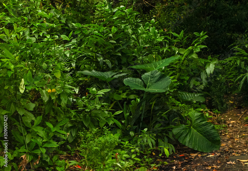 Green lush foliage in a forest in Maui  Hawaii