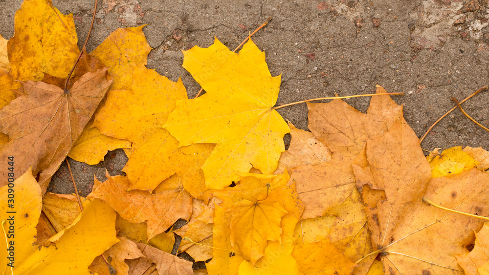 Bright autumn leaves