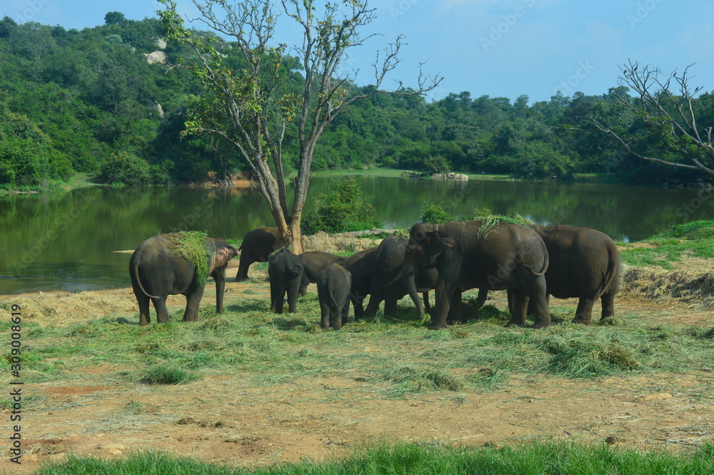 Fototapeta premium herd of elephants