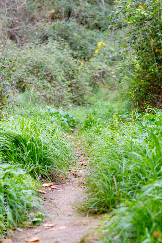 Path with green grass in the forest Path with green grass in the forest