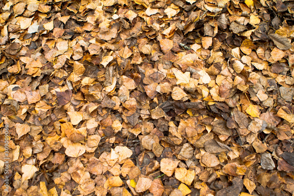autumn leaves on the ground. Brown and golden background