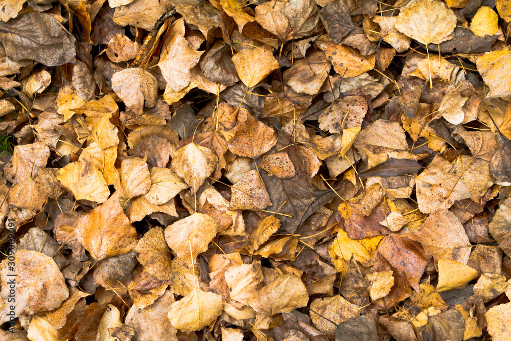 autumn leaves on the ground. Brown and golden background