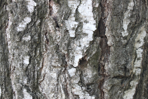 Fototapeta Naklejka Na Ścianę i Meble -  Natural tree bark texture