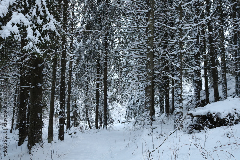 Fototapeta premium forest in winter