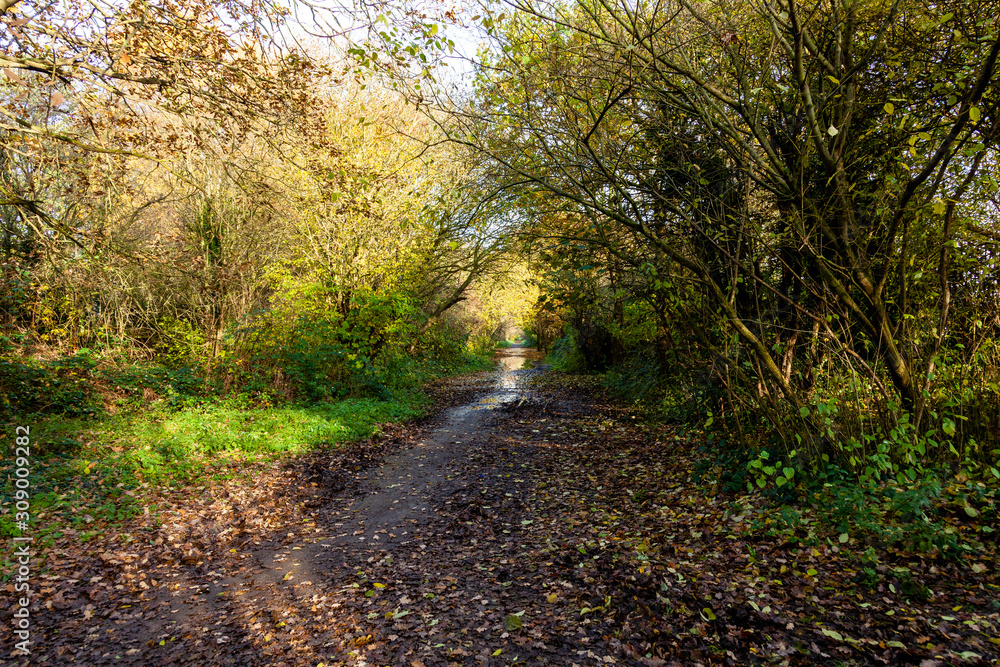 Walk in the woods on a autumn day. Walk in the woods on a autumn day.