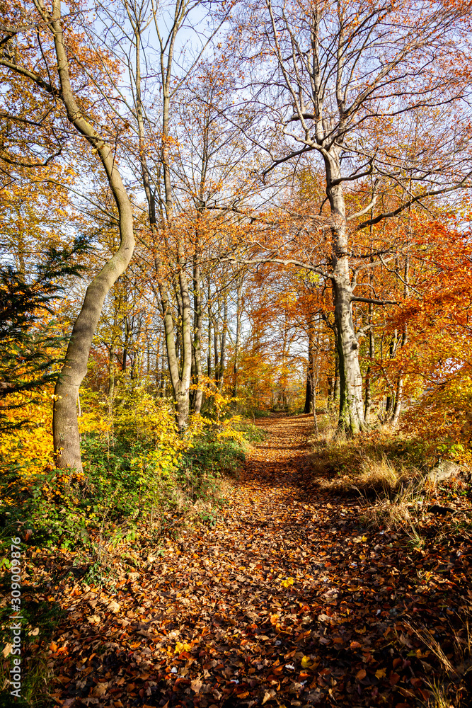 Walk in the woods on a autumn day.