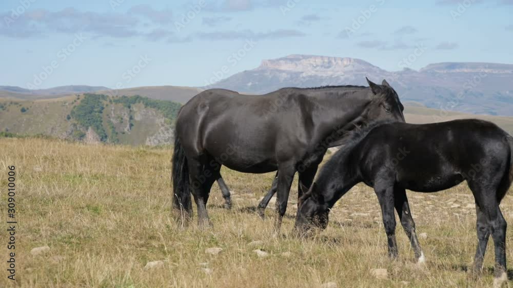 A black domestic horse grazes in a mountain meadow on a sunny autumn day. Farm Equestrian Concept A black domestic horse grazes in a mountain meadow on a sunny autumn day. Farm Equestrian Concept
