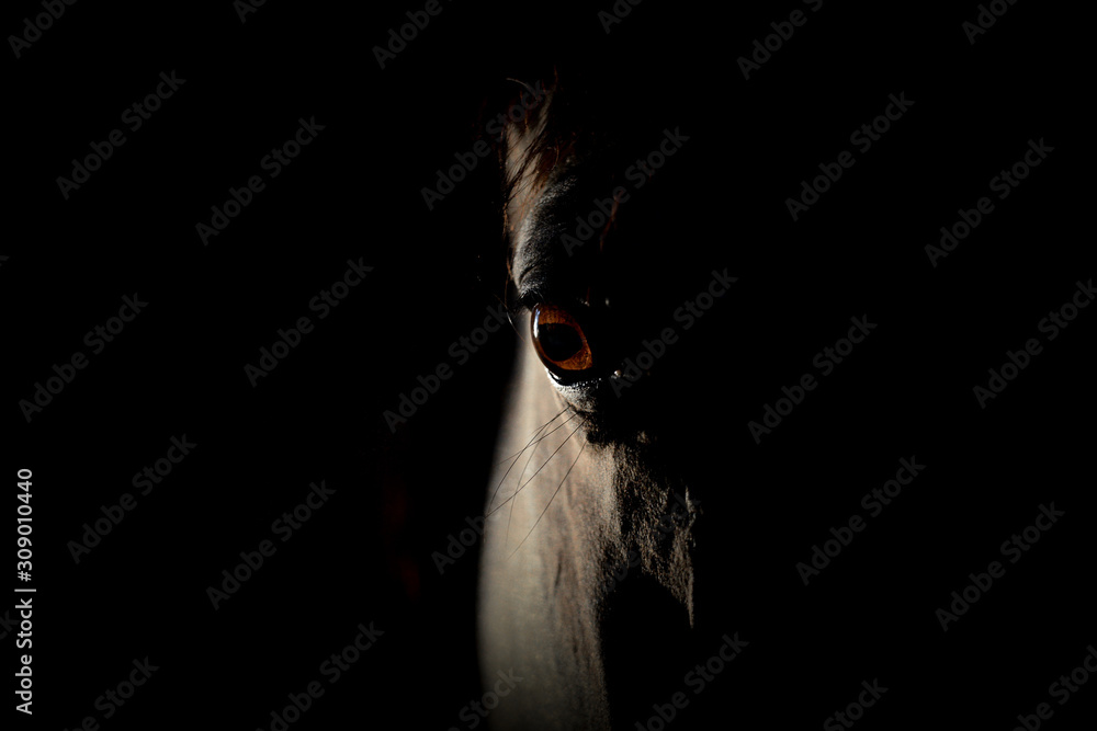 Obraz Oeil du cheval