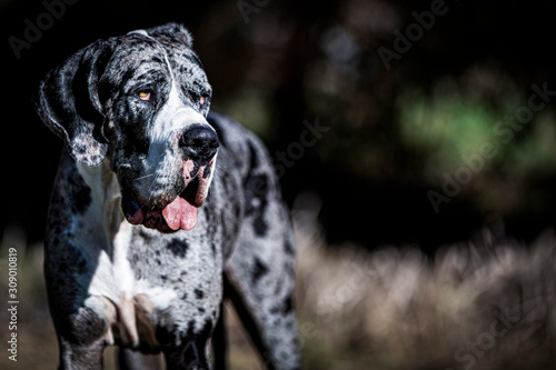 Great dane