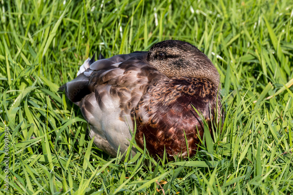 A mallard sleeping in high green grass A mallard sleeping in high green grass