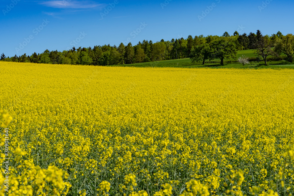 Rapsfeld mit Wald im Hintergrund