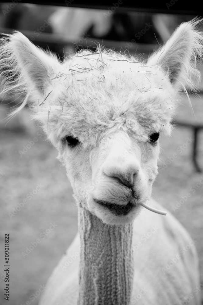 Portrait of an alpaca