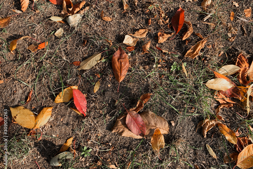 yellow, red and orange leaves on the ground. autumn background with fallen leaves. yellow, red and orange leaves on the ground. autumn background with fallen leaves.