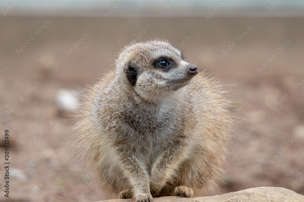 Fototapeta premium Meercat