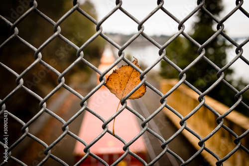 leaf in the fence with train in back 