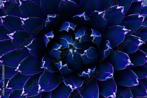 Obraz na plátně closeup agave cactus, abstract natural background and textures