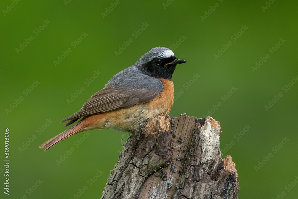 Redstart Perched