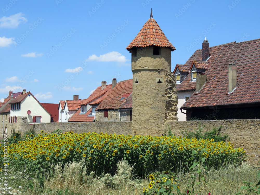 at the city wall of mainbernheim with a beautiful view of blooming sunflowers in bavaria