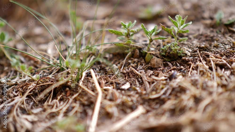 ants in an anthill in the sand and grass field ants in an anthill in the sand and grass field