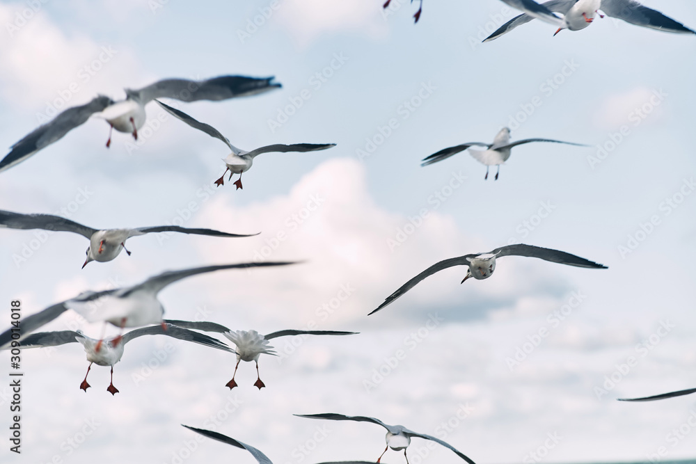 Fototapeta premium Many gulls fly in the sky. 